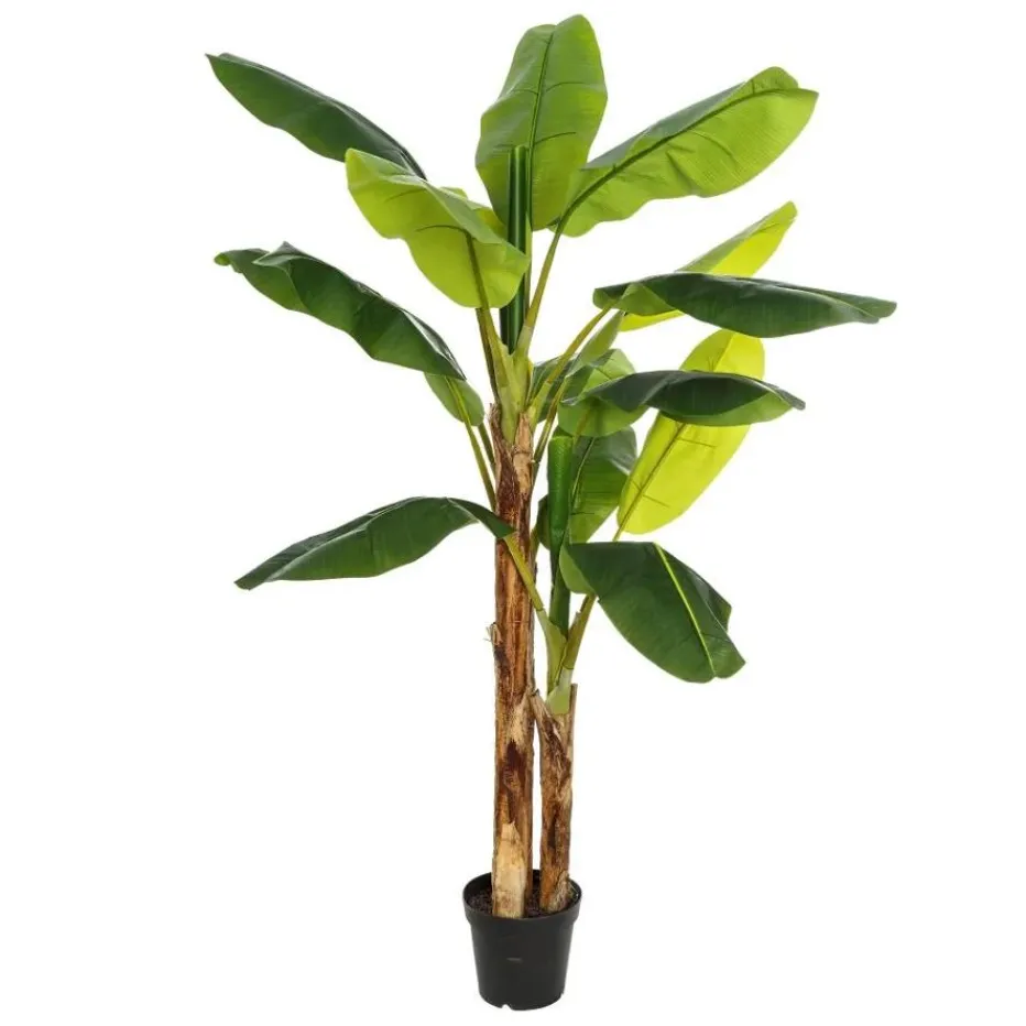 Agex Bananier^Banak Outlet