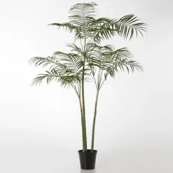 Arel Plante palmier royal^Banak Sale