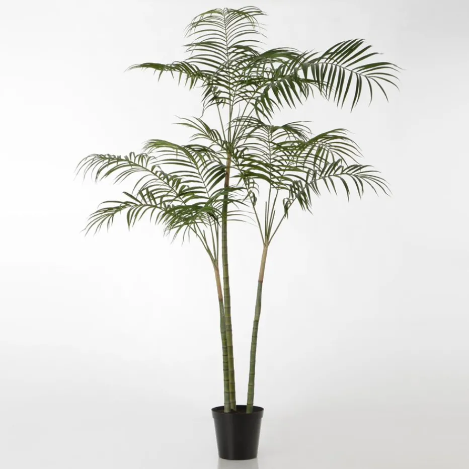 Arel Plante palmier royal^Banak Sale