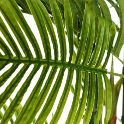 Coly Plant areca palm tree green