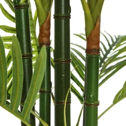 Coly Plant areca palm tree green