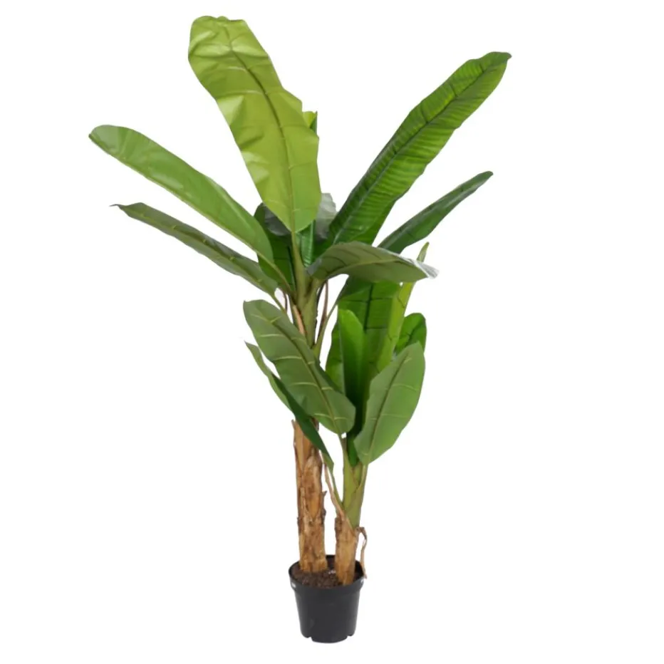 Polu Plante^Banak Hot