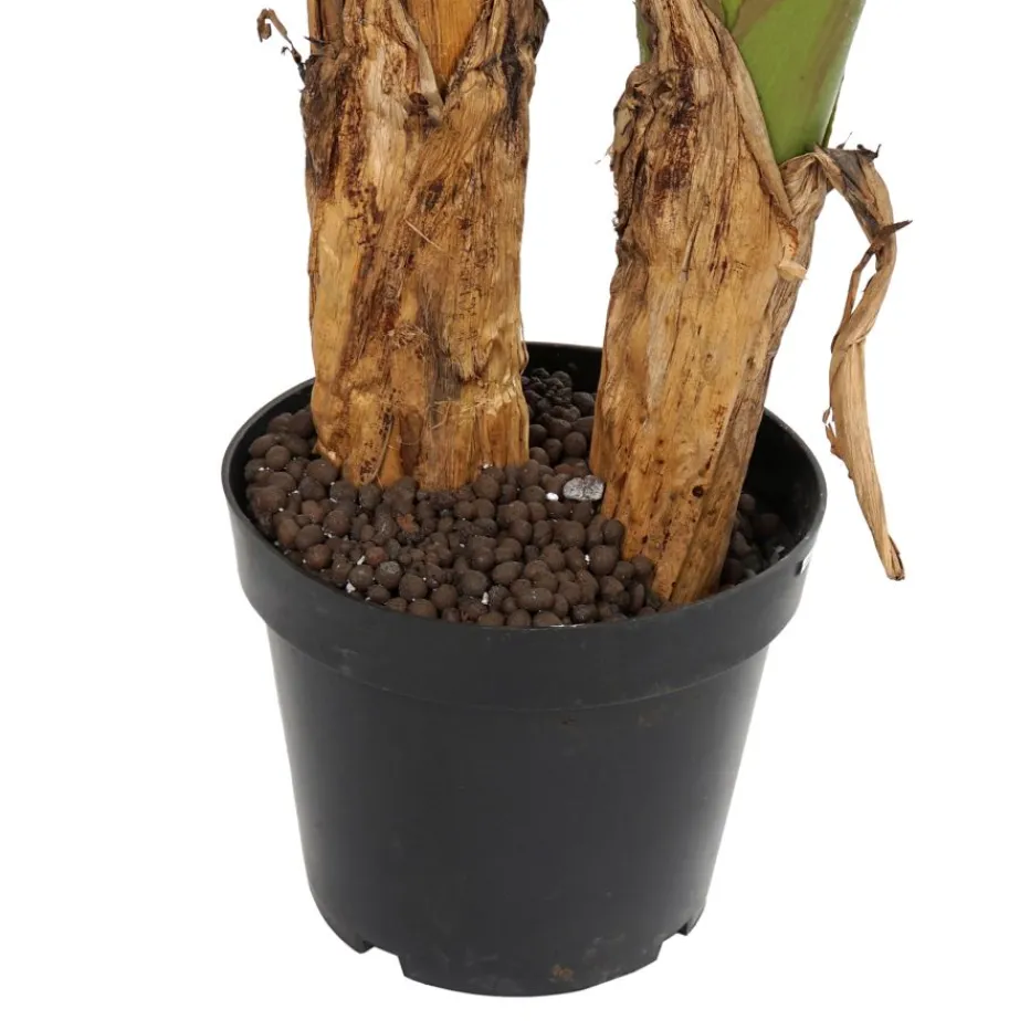 Polu Plante^Banak Hot